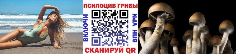 Купить где  Стародуб  Псилоцибиновые грибы GOLDEN TEACHER 